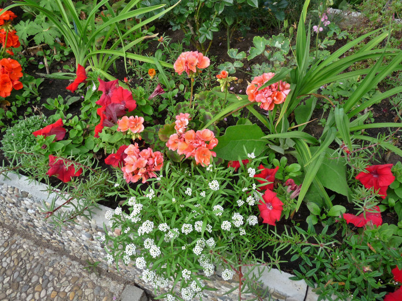  - Muscate - Pelargonium