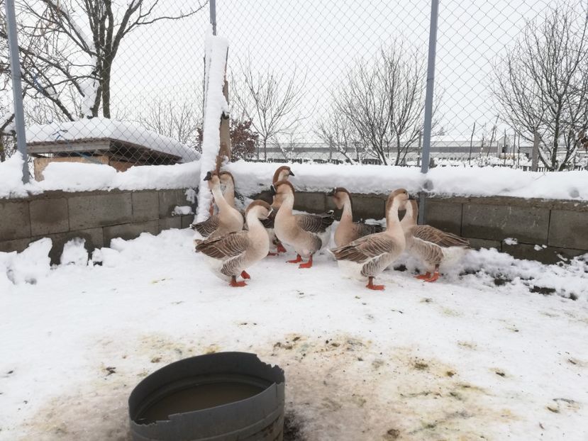  - A1 Gâște Africane matca 2019