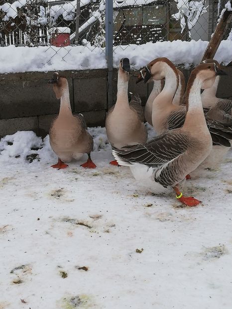  - A1 Gâște Africane matca 2019