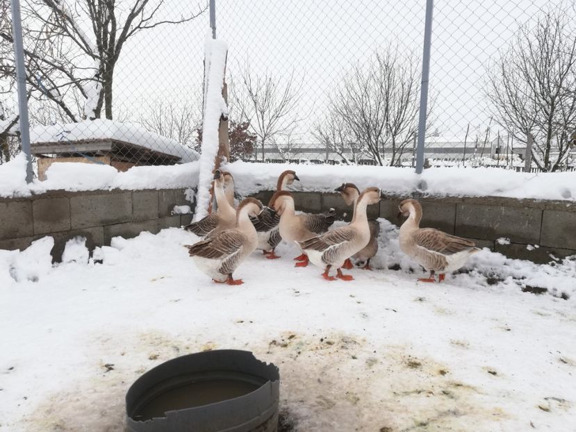  - A1 Gâște Africane matca 2019