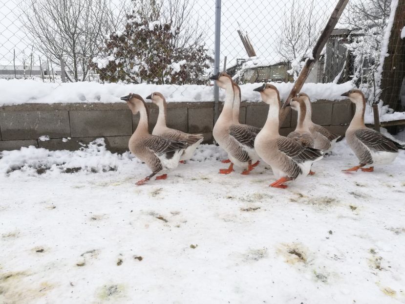  - A1 Gâște Africane matca 2019