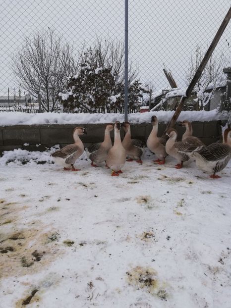  - A1 Gâște Africane matca 2019