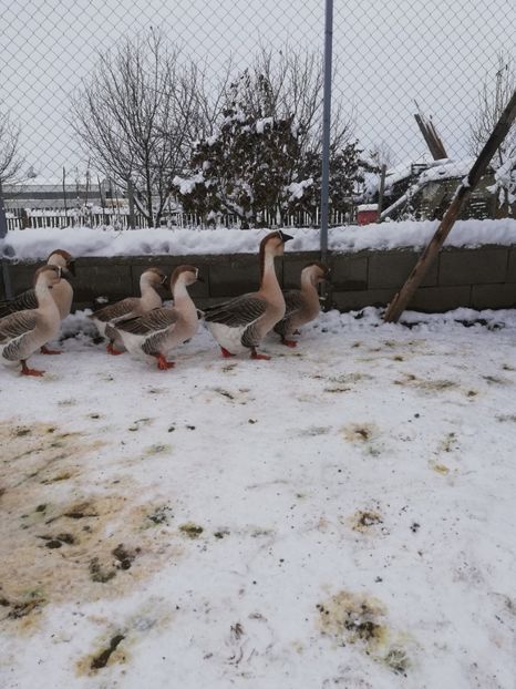  - A1 Gâște Africane matca 2019