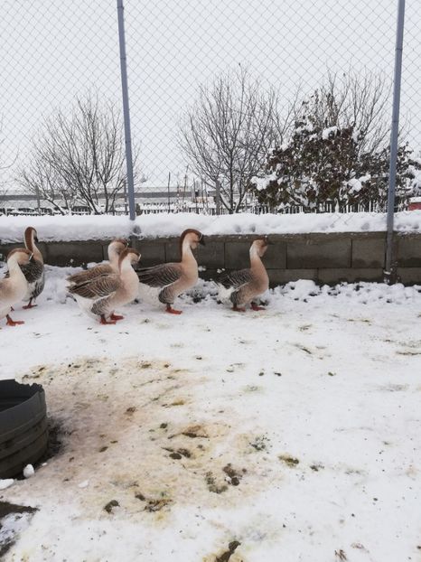  - A1 Gâște Africane matca 2019