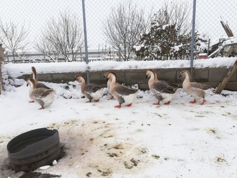  - A1 Gâște Africane matca 2019