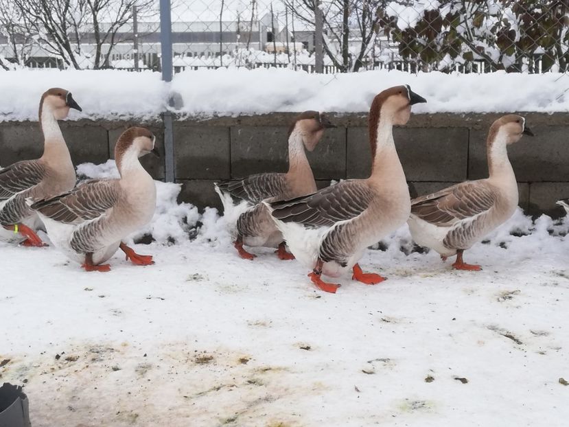 - A1 Gâște Africane matca 2019