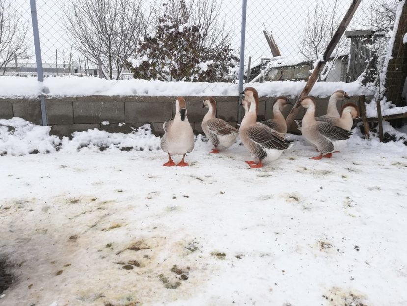  - A1 Gâște Africane matca 2019