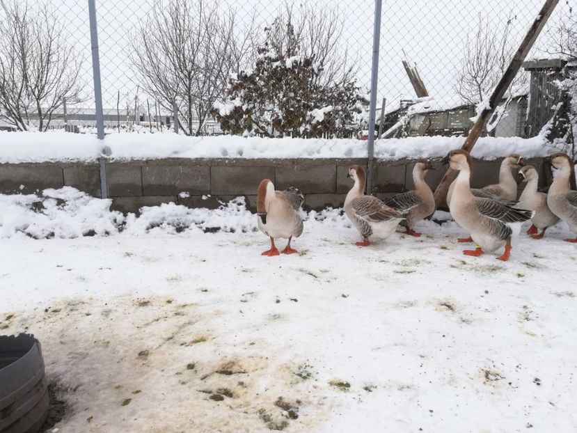  - A1 Gâște Africane matca 2019