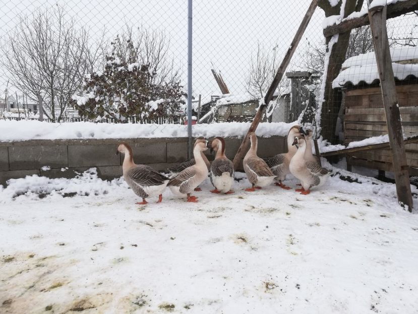  - A1 Gâște Africane matca 2019