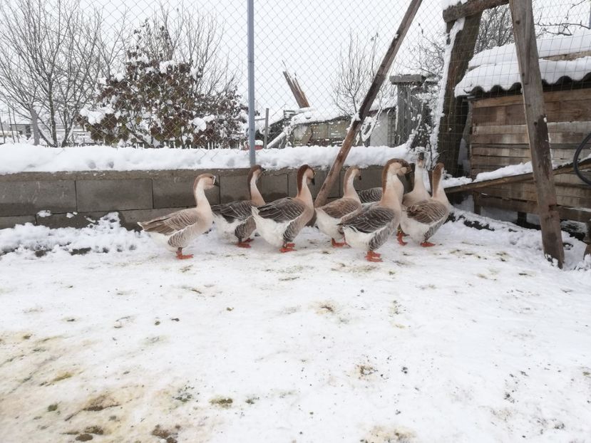  - A1 Gâște Africane matca 2019