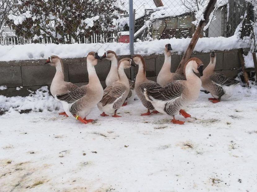  - A1 Gâște Africane matca 2019