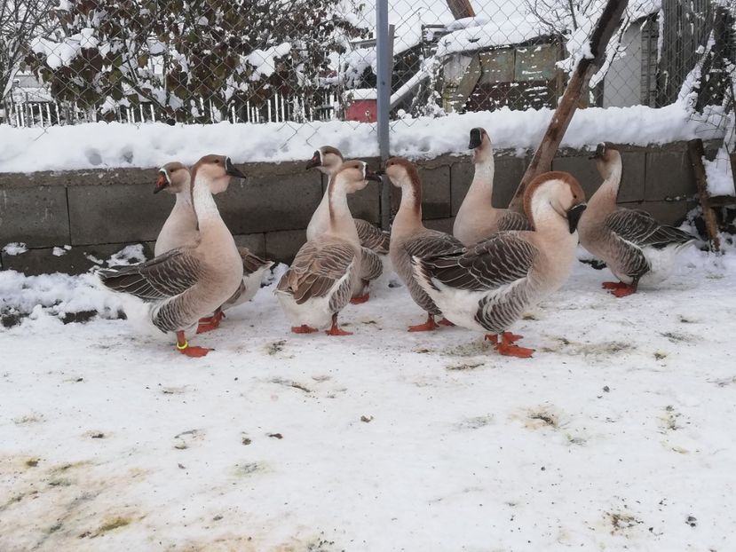  - A1 Gâște Africane matca 2019