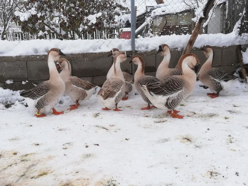  - A1 Gâște Africane matca 2019