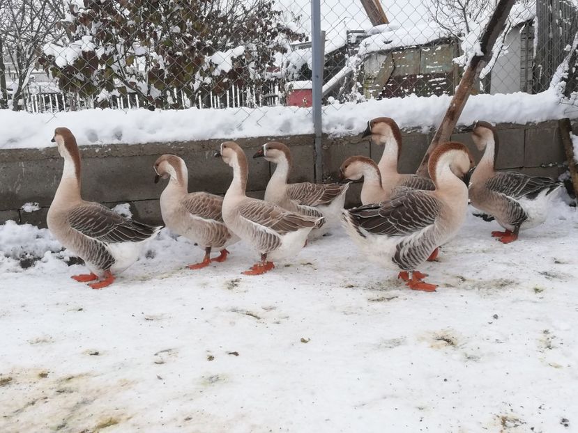  - A1 Gâște Africane matca 2019