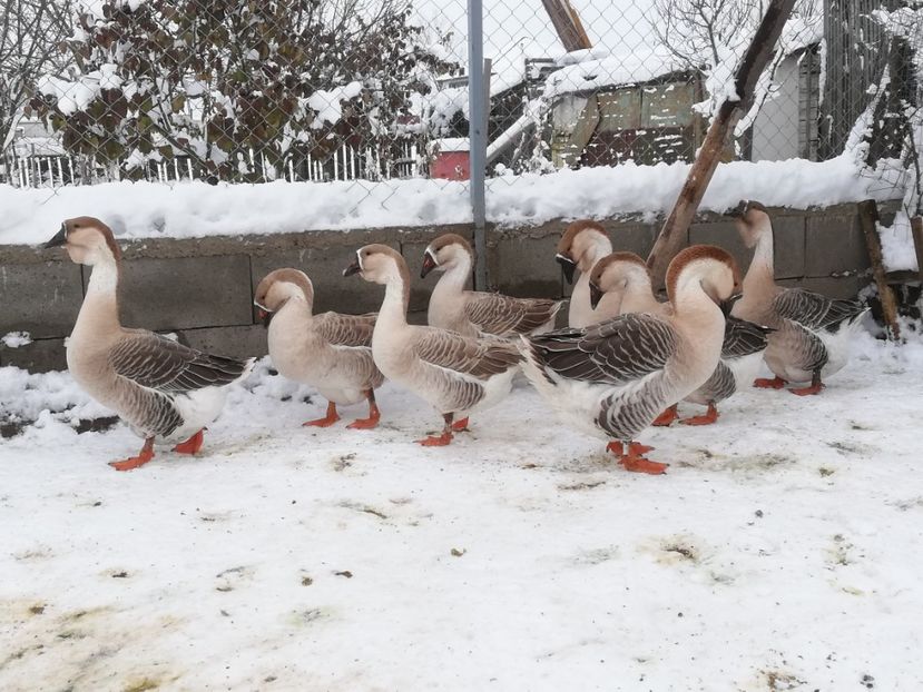  - A1 Gâște Africane matca 2019