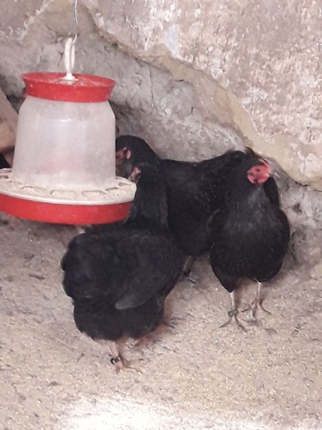 2017 - wyandotte pitic negru 2016-2017