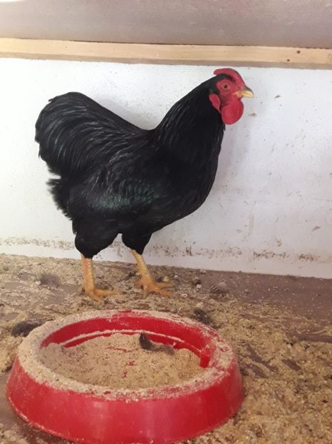 2017 - wyandotte pitic negru 2016-2017