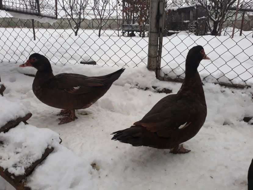 Fetele la zapada - Rate lesesti ciocolatii