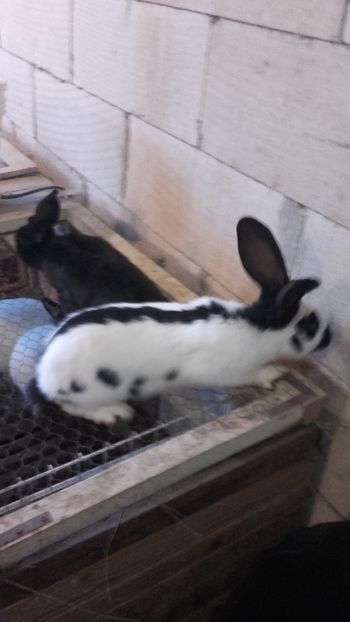  - Mascul pestrit - de vanzare