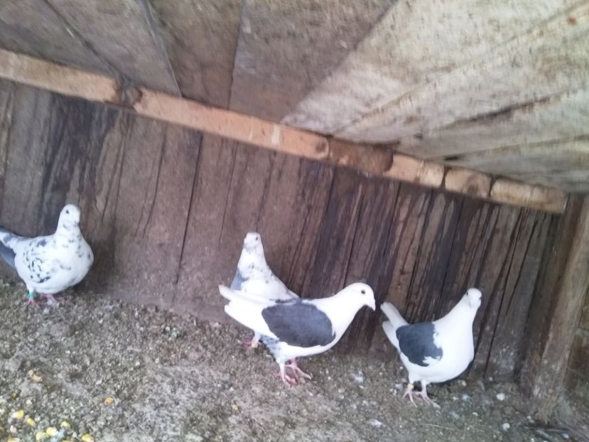  - Pereche voiajori capaciti