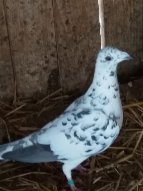  - Pereche de porumbei pietraini