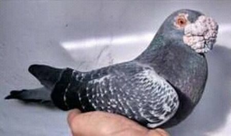 image - Ceva interesant