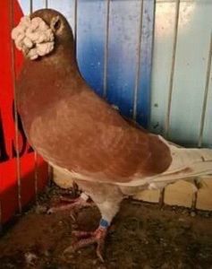 image - Ceva interesant