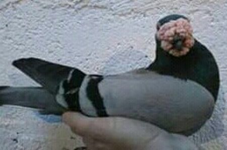 image - Ceva interesant