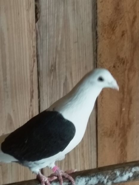  - Pereche voiajori capaciti