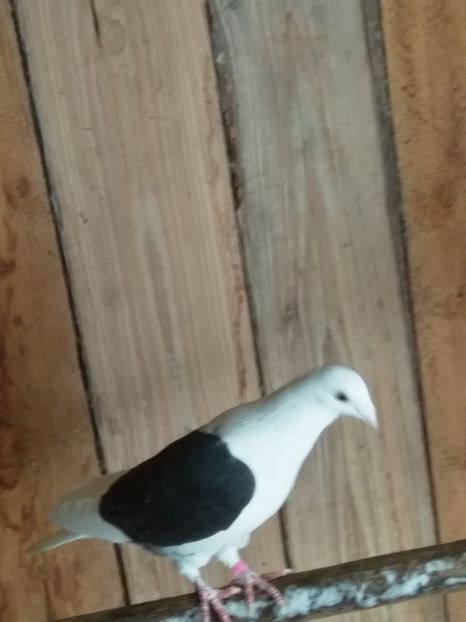  - Pereche voiajori capaciti