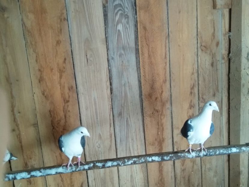  - Pereche voiajori capaciti