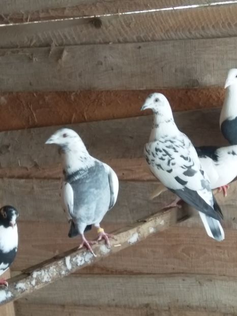  - Pereche de porumbei pietraini