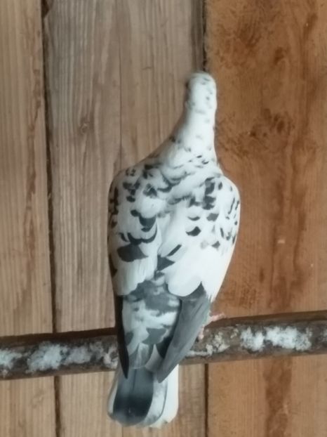  - Pereche de porumbei pietraini