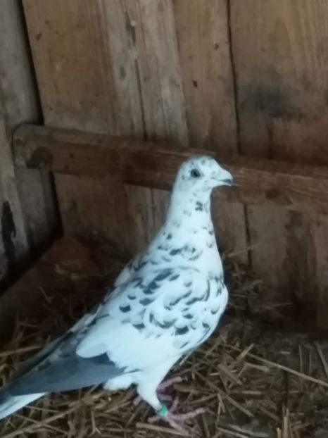  - Pereche de porumbei pietraini