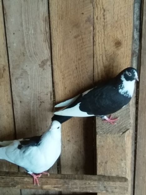  - Porumbei gălățeni pe negru