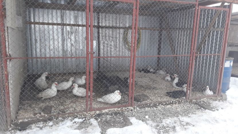 19.12.2018. - RAȚE - MUTE