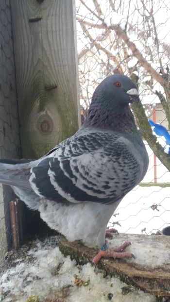  - Americani matca 2019