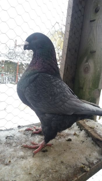  - Americani matca 2019