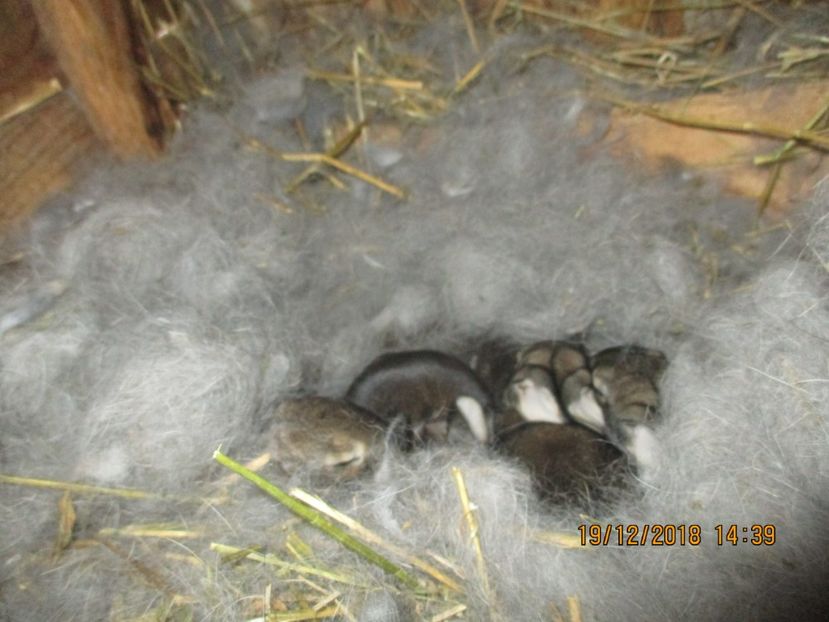 5 pui la 1 sapt. !!! - XX CUIBURI 2018