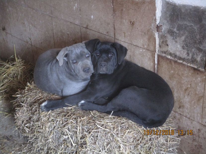 Brutus & Doris !!!! - Cane Corso