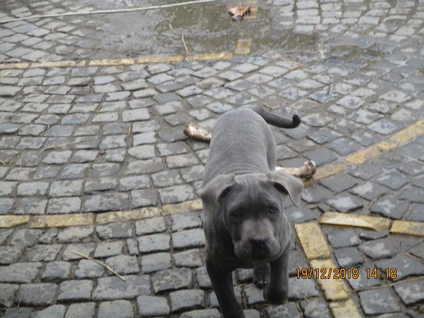  - Cane Corso