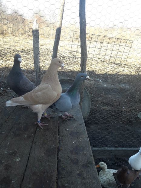  - Porumbei Germani de Frumusete