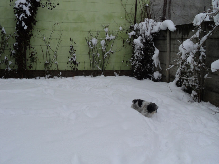 ...eu si Lassie am fost harnice... - Pusa