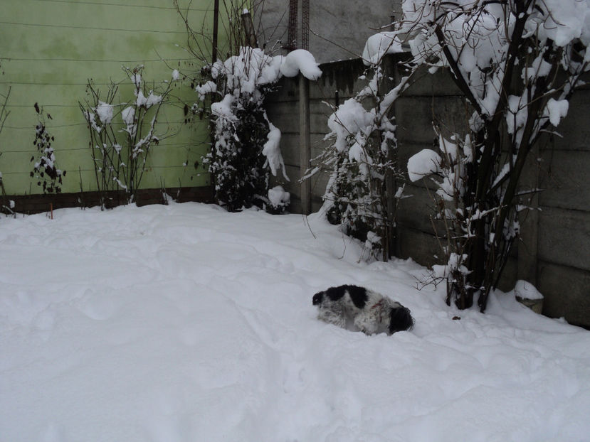 ...si ne-am facut singure ! - Pusa