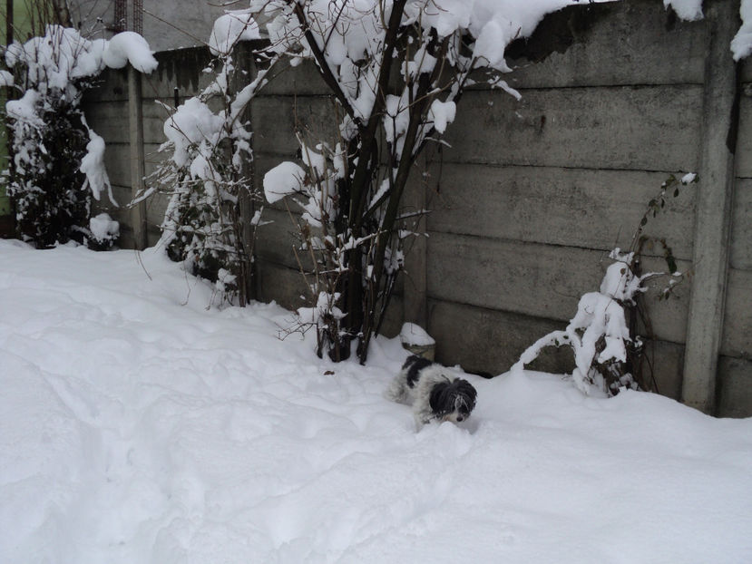 Mi-am infundat nasul cu zapada... - Pusa