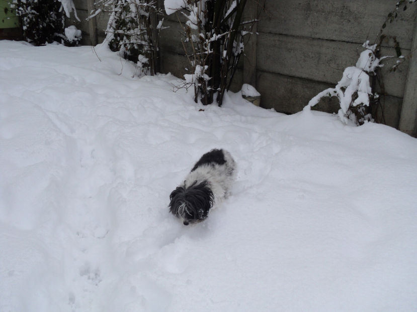 ...si am stranutat vreo 15 minute... - Pusa