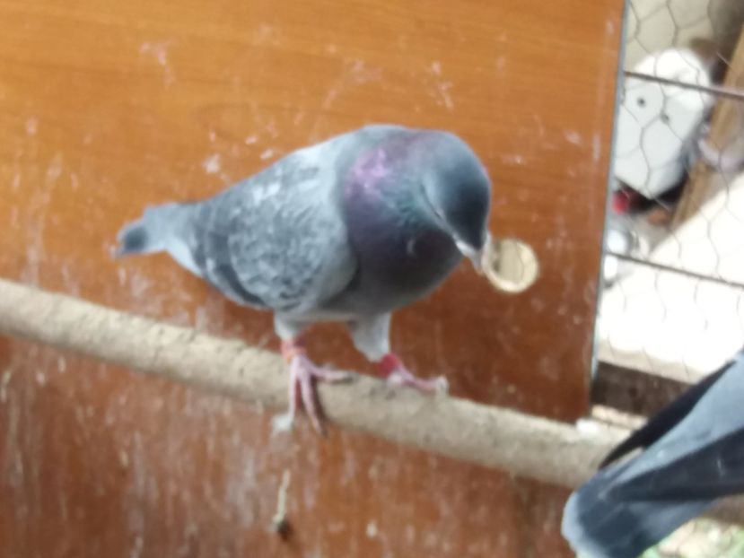  - porumbeiii mei