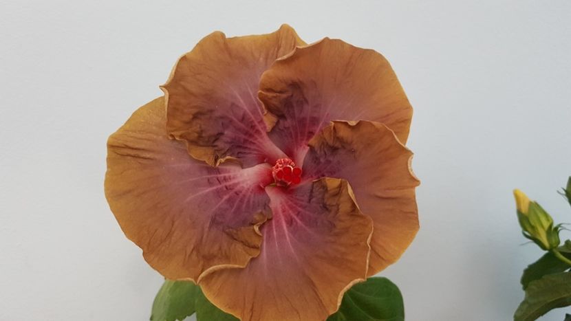  - HIBISCUS 2018