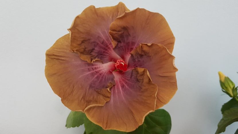  - HIBISCUS 2018