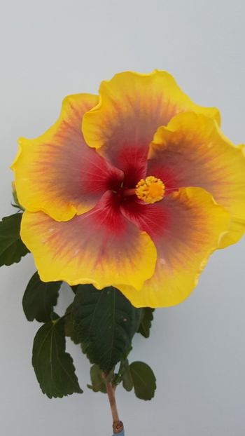  - HIBISCUS 2018